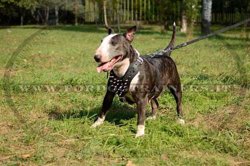 Pettorina in cuoio con borchie a punta per Bull Terrier